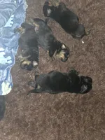 Chungus, a female Rottweiler and Chihuahua for sale in Manchester, NH – Photo 5 of 7