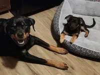 Chungus, a female Rottweiler and Chihuahua for sale in Manchester, NH – Photo 4 of 7