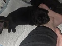 Chungus, a female Rottweiler and Chihuahua for sale in Manchester, NH – Photo 3 of 7