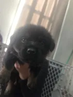 Chungus, a female Rottweiler and Chihuahua for sale in Manchester, NH – Photo 1 of 7