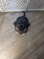 Clark, a male Rottweiler and Chihuahua for sale in Manchester, NH – Photo 2 of 10