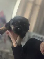 Clark, a male Rottweiler and Chihuahua for sale in Manchester, NH – Photo 8 of 10