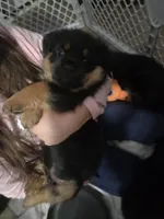 Clark, a male Rottweiler and Chihuahua for sale in Manchester, NH – Photo 9 of 10