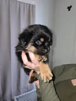 Clark, a male Rottweiler and Chihuahua for sale in Manchester, NH – Photo 10 of 10