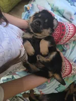 Clark, a male Rottweiler and Chihuahua for sale in Manchester, NH – Photo 5 of 10