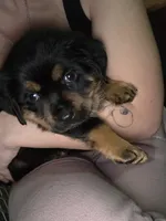 Clark, a male Rottweiler and Chihuahua for sale in Manchester, NH – Photo 3 of 10