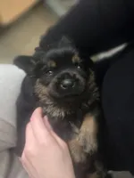 Clark, a male Rottweiler and Chihuahua for sale in Manchester, NH – Photo 6 of 10