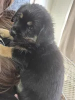 Clark, a male Rottweiler and Chihuahua for sale in Manchester, NH – Photo 4 of 10