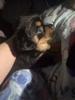 Poppy, a female Rottweiler and Chihuahua for sale in Manchester, NH – Photo 6 of 6