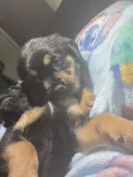 Poppy, a female Rottweiler and Chihuahua for sale in Manchester, NH – Photo 3 of 6