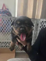 Poppy, a female Rottweiler and Chihuahua for sale in Manchester, NH – Photo 4 of 6