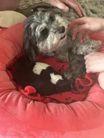 Franklin, a male Shih Tzu and Havapoo for sale in Forsyth, MO – 5 of 6
