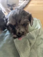 Sasquatch (Sassy), a female Shih Tzu and Havapoo for sale in Forsyth, MO – 5 of 5