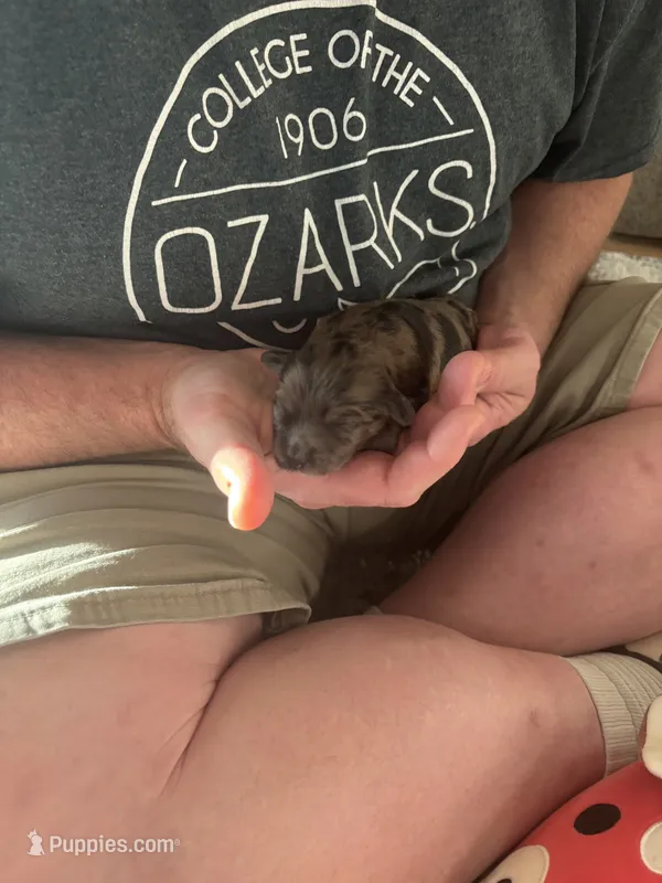 Sasquatch (Sassy) – Shih Tzu, Havapoo puppy for sale in Forsyth, MO