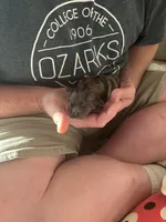 Sasquatch (Sassy), a female Shih Tzu and Havapoo for sale in Forsyth, MO – 1 of 5