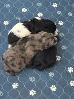 Sasquatch (Sassy), a female Shih Tzu and Havapoo for sale in Forsyth, MO – 3 of 5