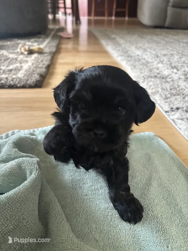 Franklin – Shih Tzu, Havapoo puppy for sale in Forsyth, MO