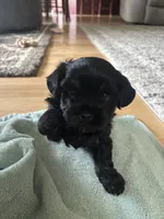 Franklin, a male Shih Tzu and Havapoo for sale in Forsyth, MO – 1 of 6