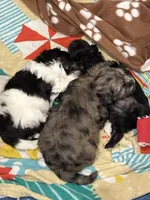 Sasquatch (Sassy), a female Shih Tzu and Havapoo for sale in Forsyth, MO – 2 of 5