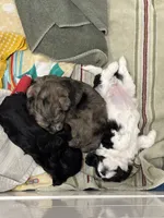 Sasquatch (Sassy), a female Shih Tzu and Havapoo for sale in Forsyth, MO – 4 of 5