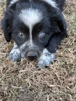 Oreo, a male Australian Shepherd and Border Collie for sale in Oxford, MS – 2 of 2
