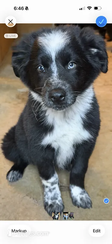 Oreo – Australian Shepherd, Border Collie puppy for sale in Oxford, MS