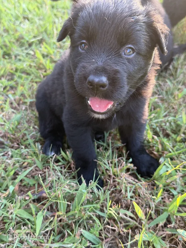 Puppy four – Australian Shepherd, Border Collie puppy for sale in Oxford, MS