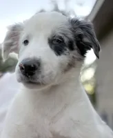 Puppy two, a female Australian Shepherd and Border Collie for sale in Oxford, MS – 3 of 3