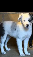 Puppy two, a female Australian Shepherd and Border Collie for sale in Oxford, MS – 2 of 3