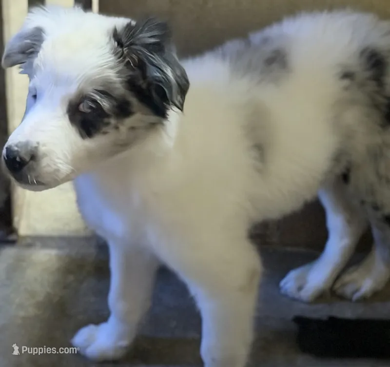 Puppy two – Australian Shepherd, Border Collie puppy for sale in Oxford, MS