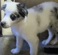 Puppy two, a female Australian Shepherd and Border Collie for sale in Oxford, MS – 1 of 3