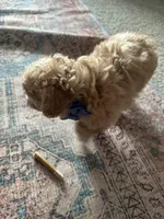 No name, a male Goldendoodle for sale in Boise, ID – Photo 3 of 8