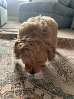 No name, a male Goldendoodle for sale in Boise, ID – Photo 2 of 8