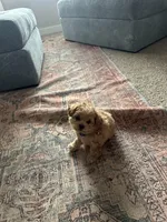 No name, a male Goldendoodle for sale in Boise, ID – Photo 7 of 8