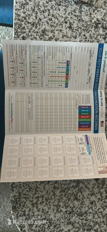 No name – Goldendoodle puppy for sale in Boise, ID