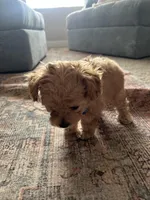 No name, a male Goldendoodle for sale in Boise, ID – Photo 6 of 8