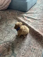 No name, a male Goldendoodle for sale in Boise, ID – Photo 8 of 8