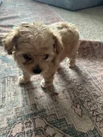 No name, a male Goldendoodle for sale in Boise, ID – Photo 4 of 8