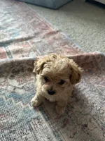 No name, a male Goldendoodle for sale in Boise, ID – Photo 5 of 8