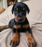 AKC full European Champion blood line female , a female Doberman Pinscher for sale in Round Lake, IL – 1 of 3