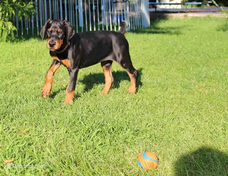 AKC full European Champion blood line female – Doberman Pinscher puppy for sale in Round Lake, IL
