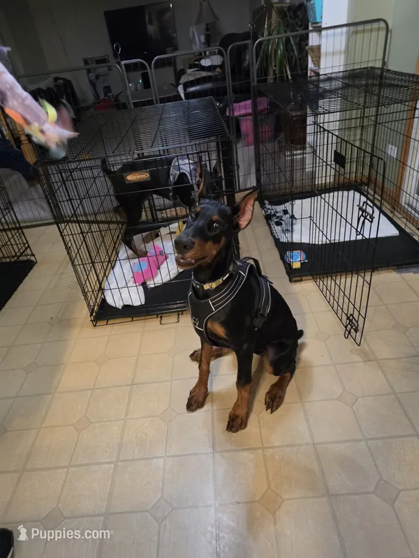 Olive – Doberman Pinscher puppy for sale in Round Lake, IL