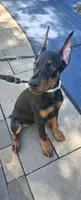 Pink-Lucy, a female Doberman Pinscher for sale in Round Lake, IL – 2 of 2