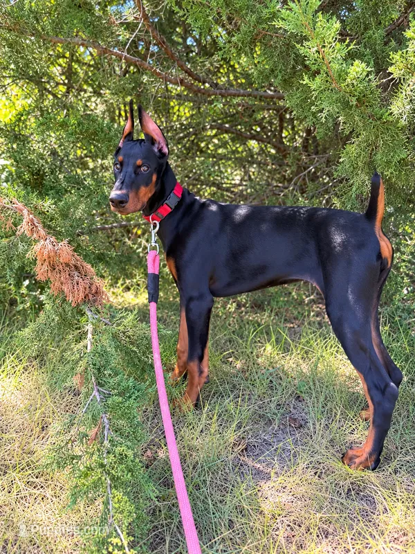 Red-Rosie – Doberman Pinscher puppy for sale in Round Lake, IL