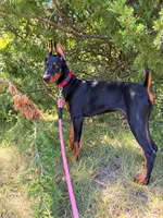 Red-Rosie, a female Doberman Pinscher for sale in Round Lake, IL – 1 of 6