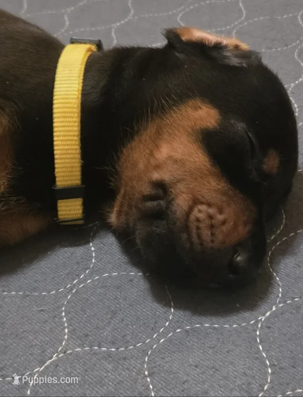 Male Black and Rust  – Doberman Pinscher puppy for sale in Round Lake, IL