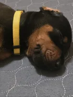 AKC full European Champion blood line male , a male Doberman Pinscher for sale in Round Lake, IL – 2 of 4