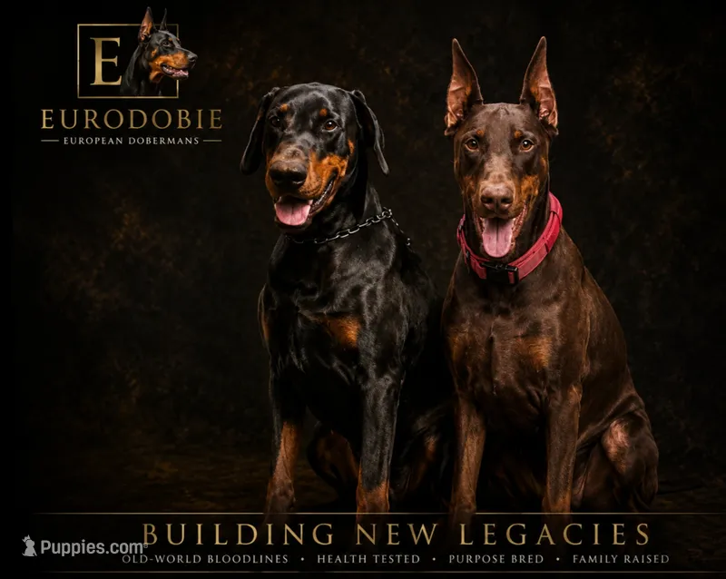AKC full European Champion blood line female – Doberman Pinscher puppy for sale in Round Lake, IL