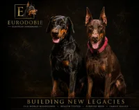 AKC full European Champion blood line female , a female Doberman Pinscher for sale in Round Lake, IL – 3 of 3