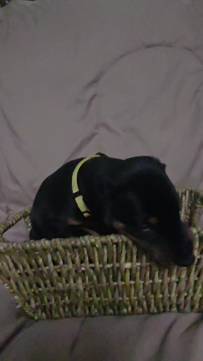 AKC full European Champion blood line male , a male Doberman Pinscher for sale in Round Lake, IL – 4 of 4